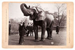 BARNUM & BAILEY "JUMBO" ELEPHANT VINTAGE CABINET PHOTO.