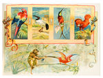 “BIRDS OF THE TROPICS” ALLEN & GINTER TOBACCO ALBUM.
