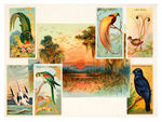 “BIRDS OF THE TROPICS” ALLEN & GINTER TOBACCO ALBUM.