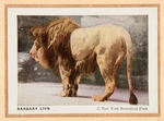 COMPLETE "THE ANIMAL PICTURE CARD ALBUM" BORDEN'S ICE CREAM PREMIUM.