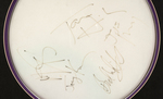 AEROSMITH BAND-SIGNED DRUMHEAD FRAMED DISPLAY & STEVEN TYLER SIGNED TAMBOURINE.