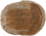 PARADOXIDES LARGE TRILOBITE FOSSILIZED SPECIMEN PLATE.