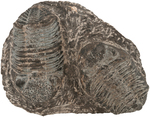 TRILOBITE - PHACOPS RANA FOSSILIZED SPECIMENS.