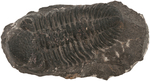 TRILOBITE FOSSILIZED SPECIMEN TRIO.