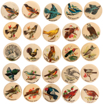 BIRDS C. 1898 AMERICAN PEPSIN GUM COMPLETE SET OF 25 BUTTONS.