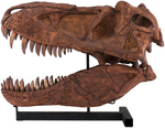 TARBOSAURUS SKULL 1:1 CASTING.