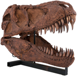 TARBOSAURUS SKULL 1:1 CASTING.