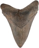 MEGALODON LARGE FOSSILIZED SHARK TOOTH.