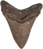 MEGALODON LARGE FOSSILIZED SHARK TOOTH.