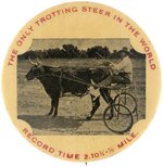 "THE ONLY TROTTING STEER IN THE WORLD" PHOTO BUTTON AND BUTTON POWER BOOK PHOTO EXAMPLE.