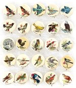 BIRD SPECIES C. 1898 COMPLETE SET OF THE EARLIST BIRD BUTTONS FROM  AMERICAN PEPSIN GUM & WHITEHEAD & HOAG.