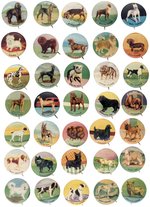 DOG BREEDS COMPLETE SET OF 35 BUTTONS FROM THE 1930s.