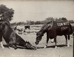 TOM MIX'S "TONY AND HIS PALS" BOOK.