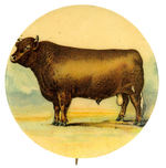 EARLY AND SUPERB COLOR BUTTON PICTURING MASSIVE STEER FROM HAKE COLLECTION & CPB.