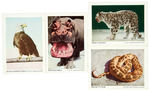 "THE ANIMAL PICTURE CARD ALBUM" ICE CREAM PREMIUM W/NEAR SET OF CARDS.