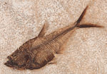 DIPLOMYSTUS FOSSILIZED FISH SPECIMEN PAIR.