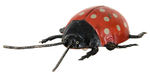 "GUNTHERMANN" WIND-UP LADYBUG TOY.