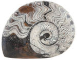 LARGE POLISHED NAUTILUS FOSSIL.