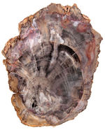 PETRIFIED WOOD SLICE.