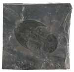 TRILOBITE - PSILOCEPHALINA LUBRICA FOSSIL PLATE.