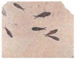 KNIGHTIA FISH FOSSIL GROUPING.