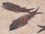 KNIGHTIA FISH FOSSIL GROUPING.