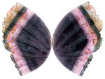 LIDDICOATITE/TOURMALINE CARVED BUTTERFLY WINGS.