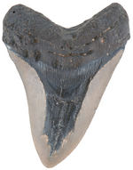 MEGALODON LARGE & IMPRESSIVE FOSSILIZED SHARK TOOTH.