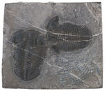 TRILOBITE - NOVINA CONVEXA FOSSIL PLATE.