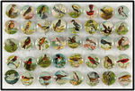 COMPLETE SET OF 40 BUTTONS PICTURING BIRDS.