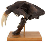 SABERTOOTH CAT FULL SIZE SKULL LIFE-SIZE REPLICA PAIR.