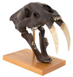 SABERTOOTH CAT FULL SIZE SKULL LIFE-SIZE REPLICA PAIR.