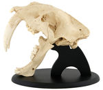 SABERTOOTH CAT FULL SIZE SKULL LIFE-SIZE REPLICA PAIR.