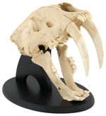 SABERTOOTH CAT FULL SIZE SKULL LIFE-SIZE REPLICA PAIR.