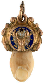 ELKS FRATERNAL WATCH CHAIN CHARMS OF ELK'S TEETH IN GOLD MOUNTS.