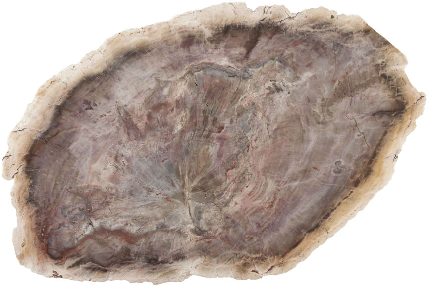 Hake's - PETRIFIED WOOD SLICE.